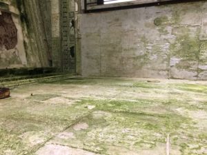 Asbestos Mold Removal – St Catharines Niagara