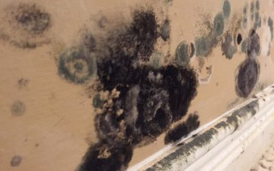 Tips to AVOID mould